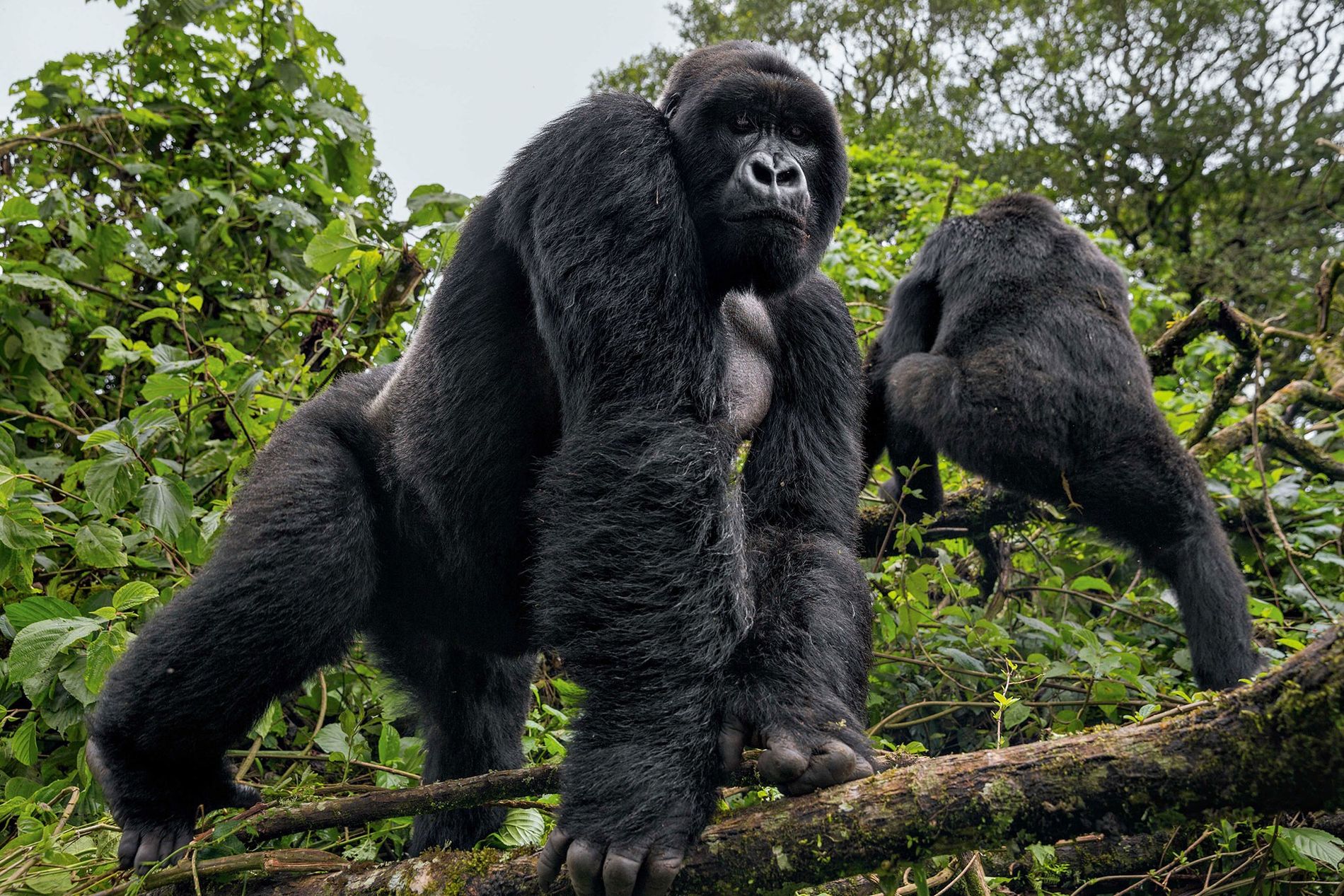 Parc National des Virunga