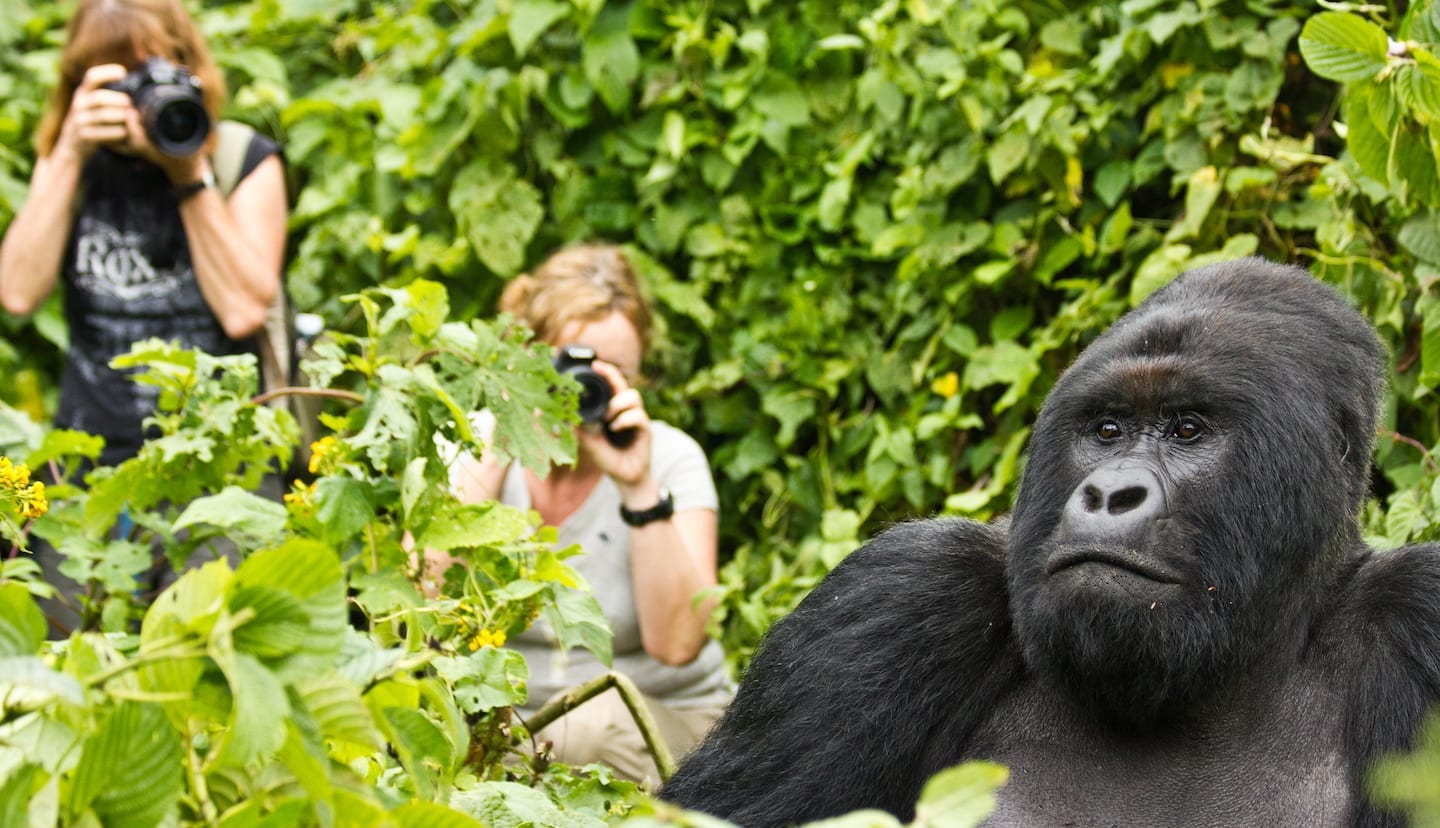 Virunga