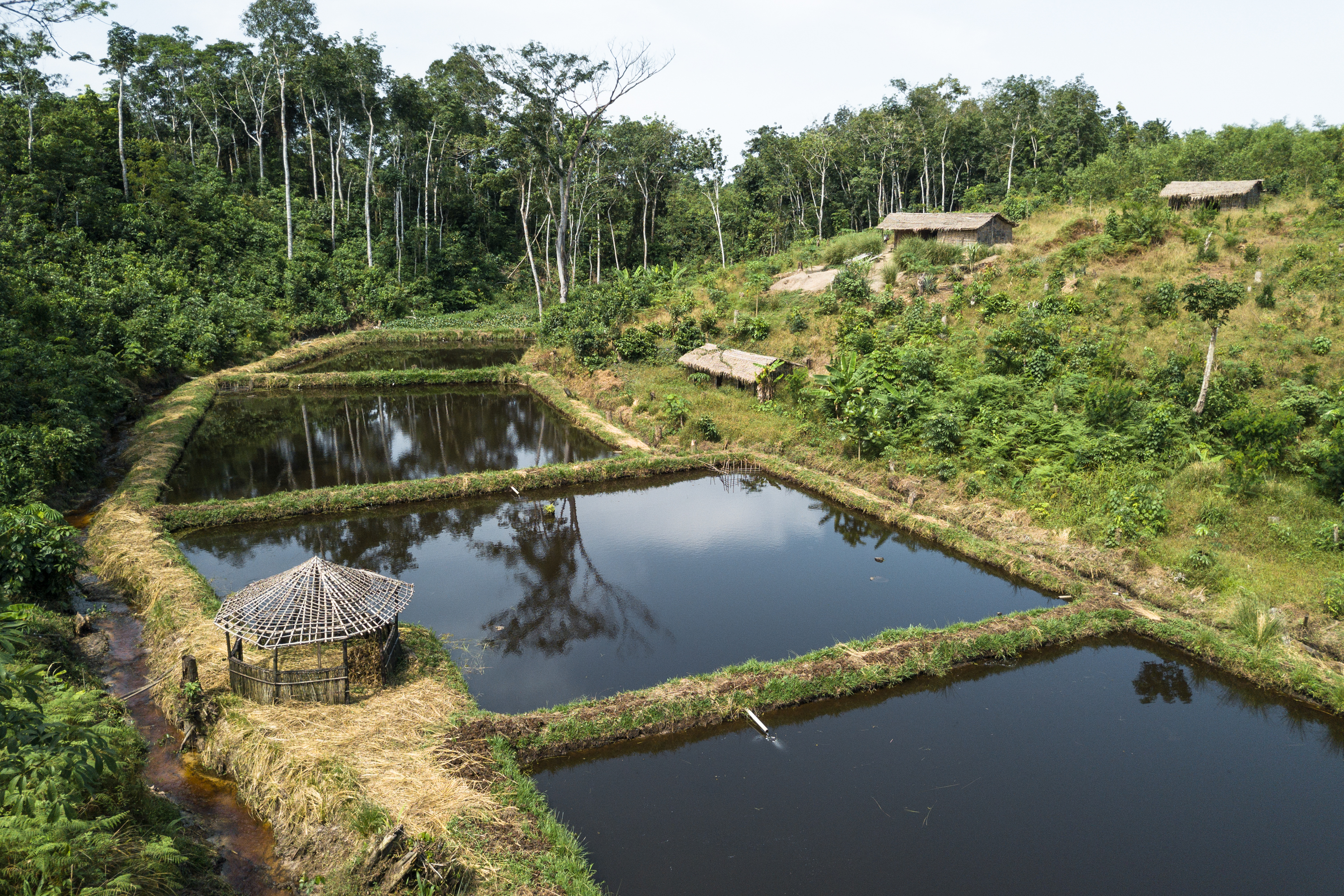 Réserve de biosphère de Yangambi